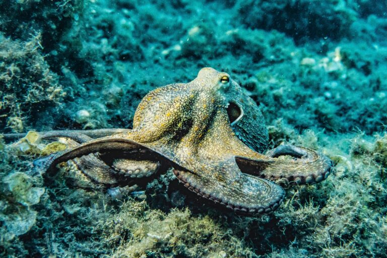 octopus image