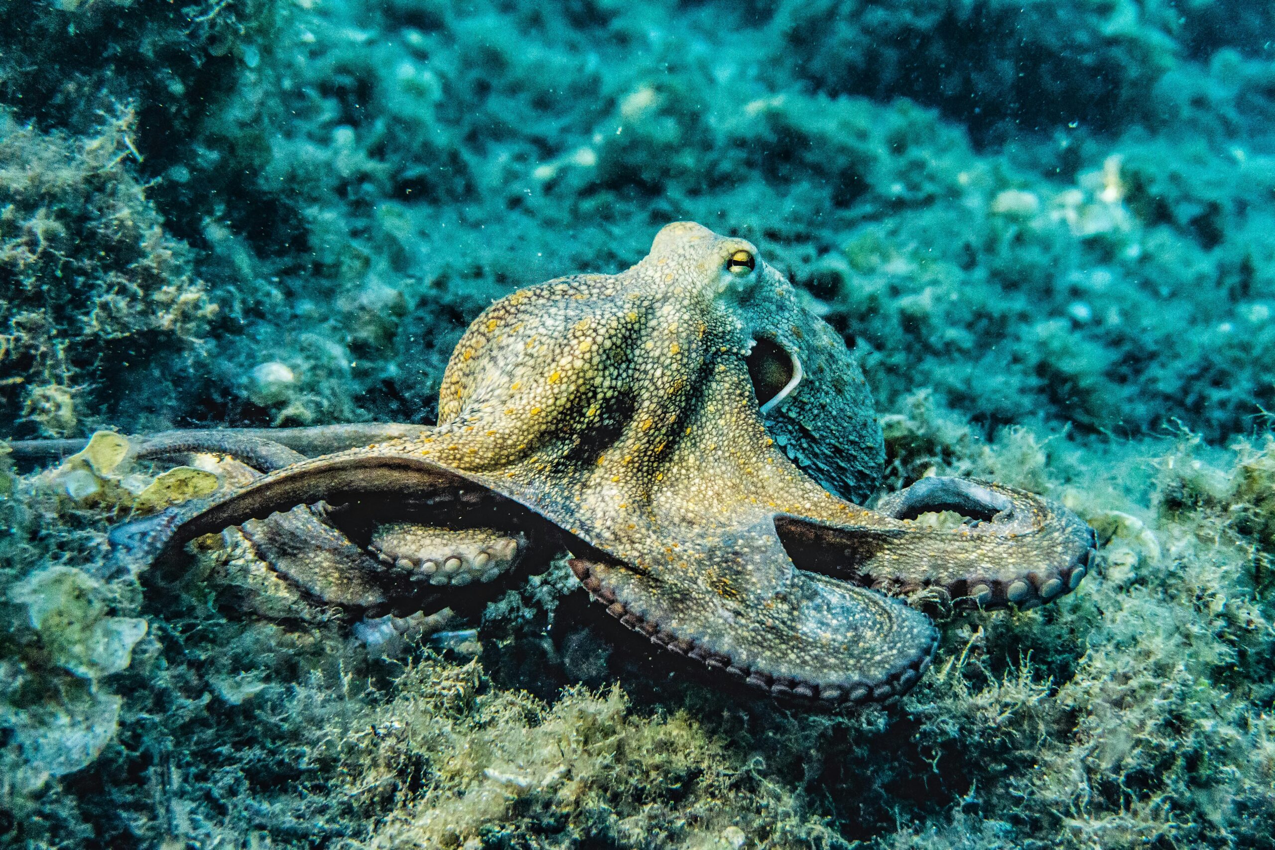 octopus image